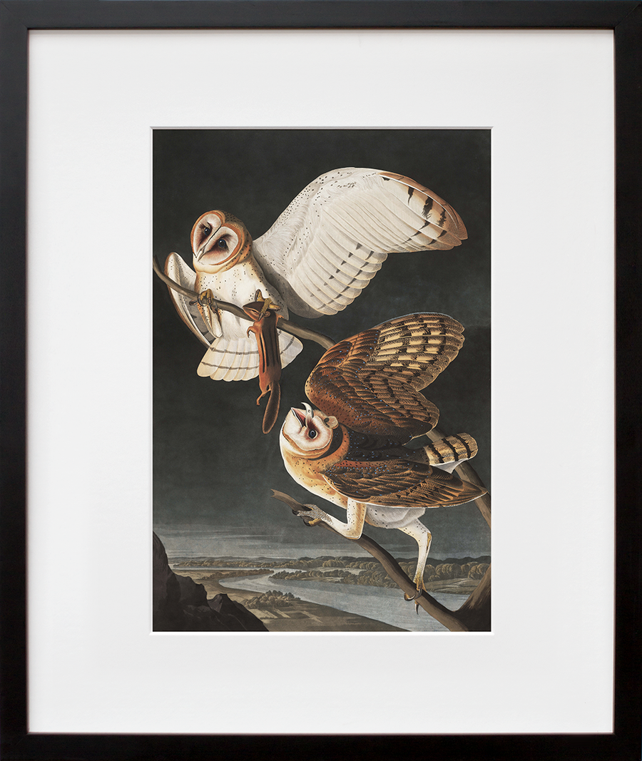 Barn Owl (Final Sale)