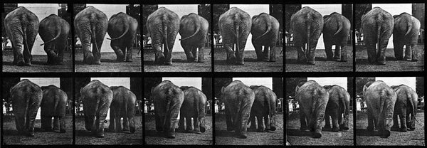 Animal Locomotion: Plate 735 (Elephant)