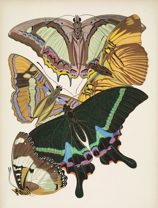 Load image into Gallery viewer, Papillons, Plate 8
