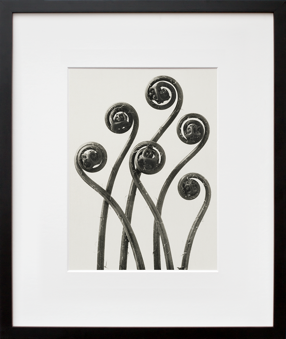 Adiantum pedatum in a black frame