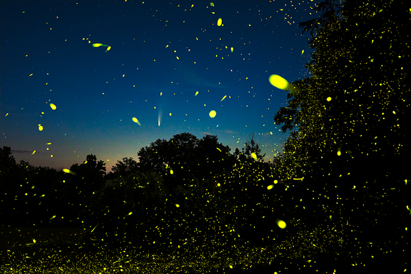 Comet NEOWISE, Fireflies and the Hudson Valley Dawn. Columbia County, NY