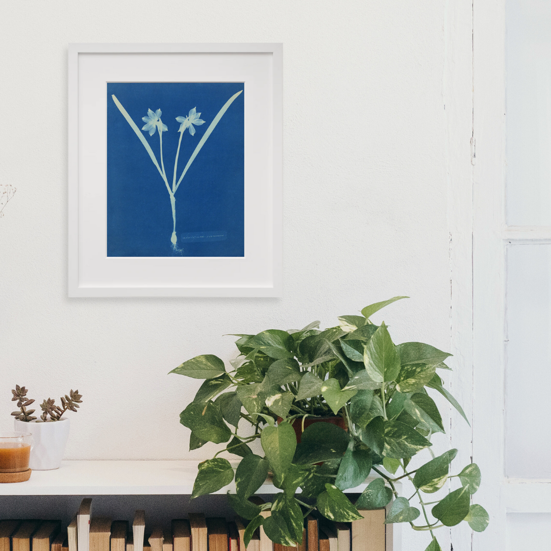 Leucojam Varium in a white frame on a wall