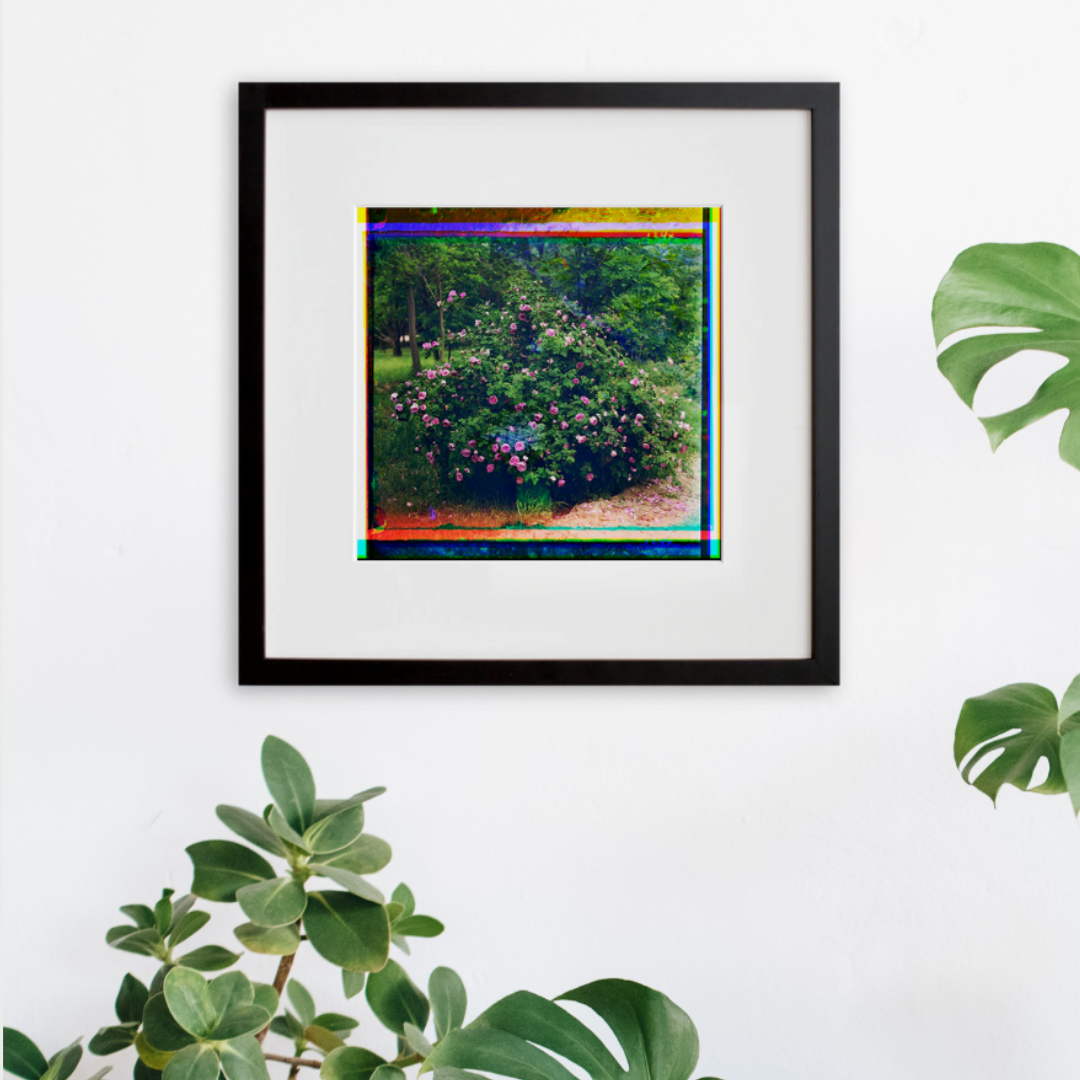 Roses in a black frame on a wall