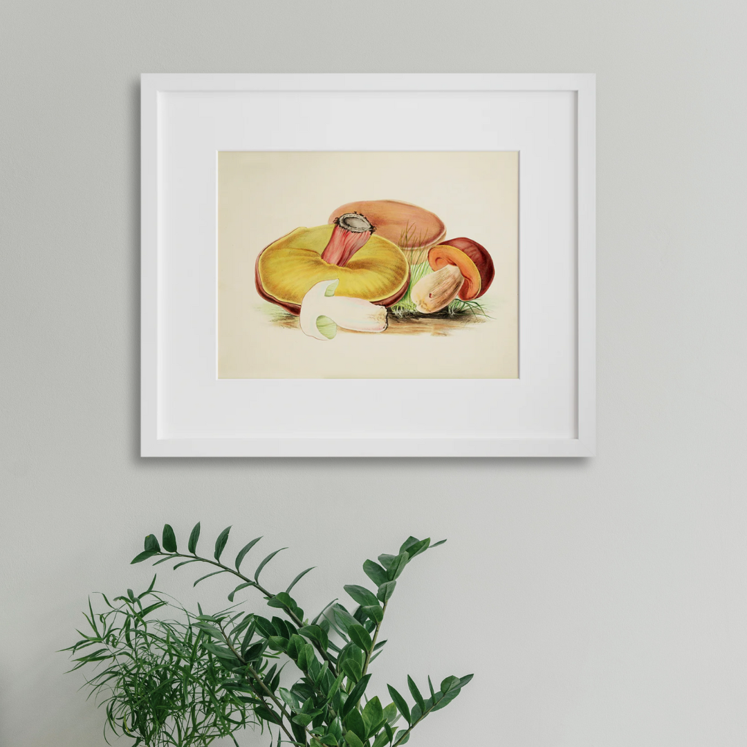 Boletus luridus in a white frame on a wall