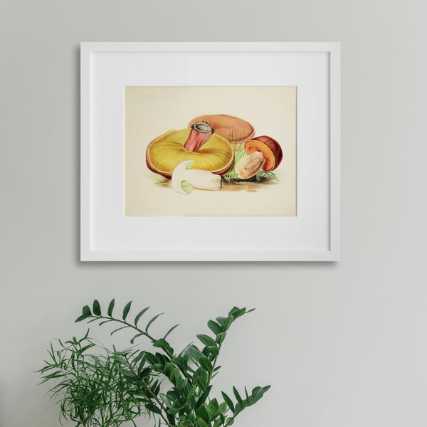 Boletus luridus