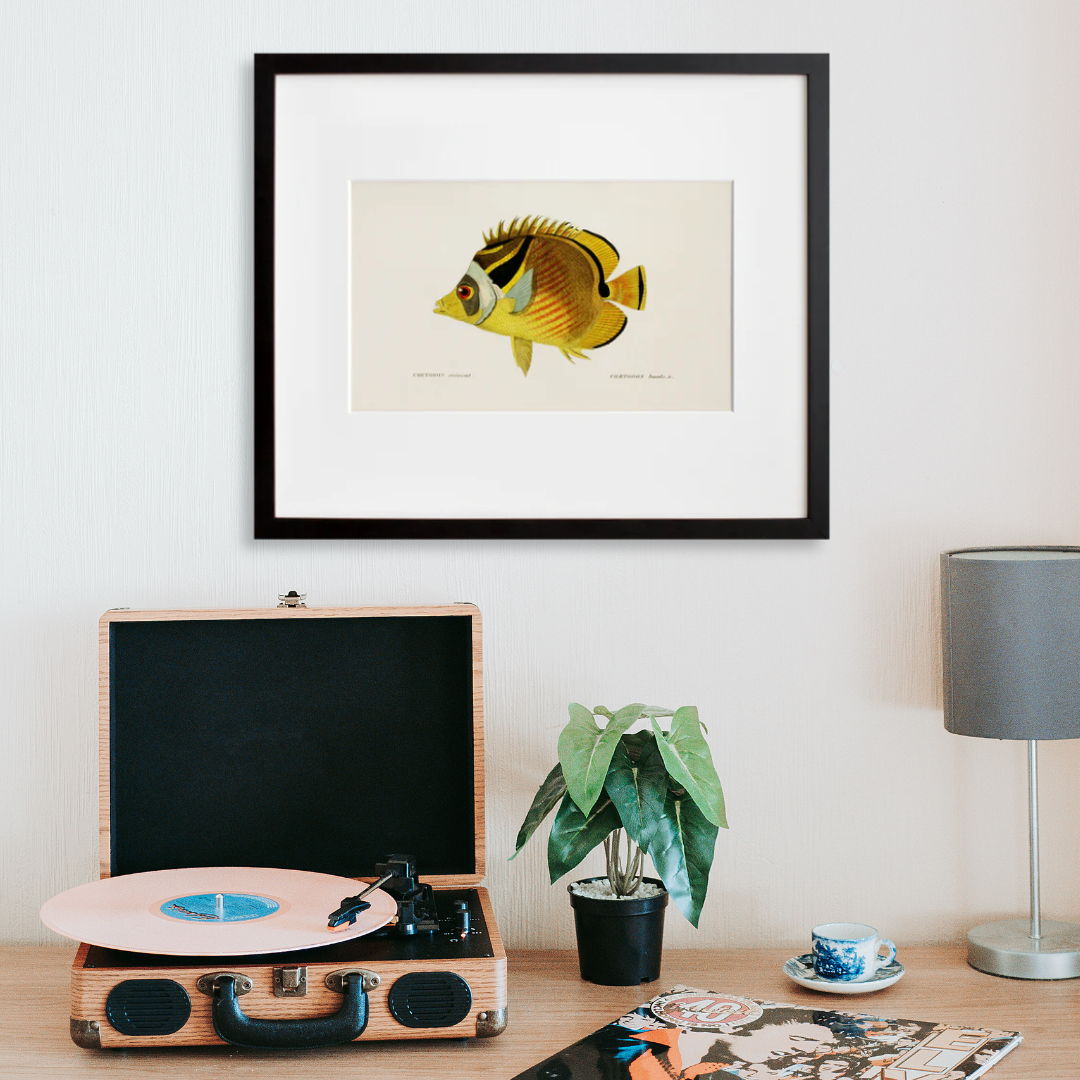 Chetodon Croissant in a black frame on a wall