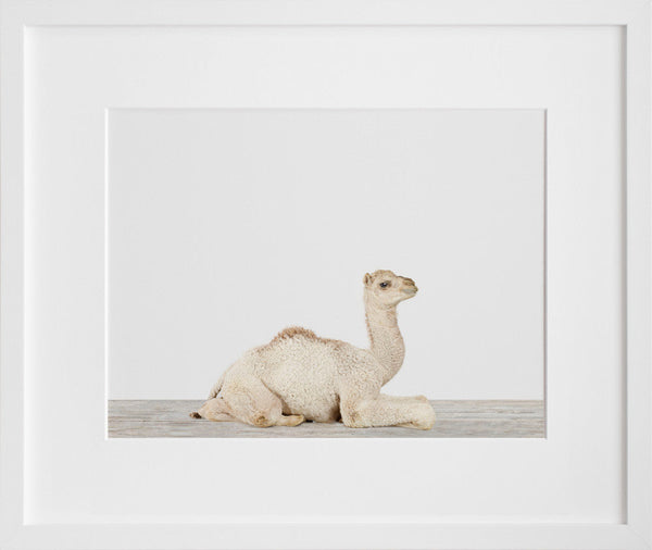 Baby Camel No. 2 (Final Sale)