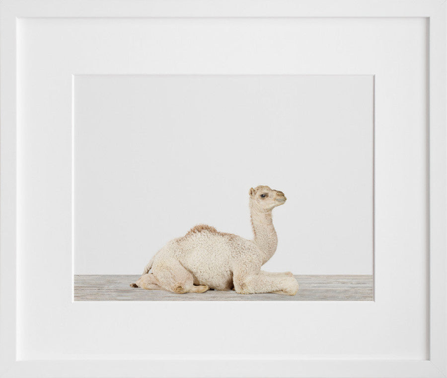 Baby Camel No. 2
