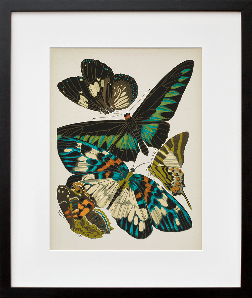 Papillons, Plate 10 in a black frame