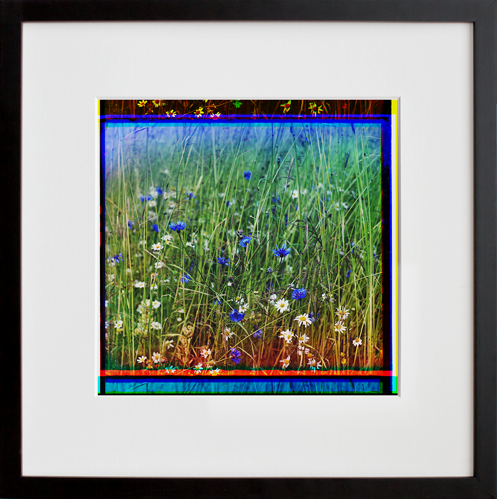 Cornflowers in a field of rye in a black frame