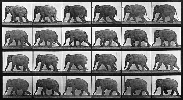 Load image into Gallery viewer, Animal Locomotion: Plate 733 (Elephant)
