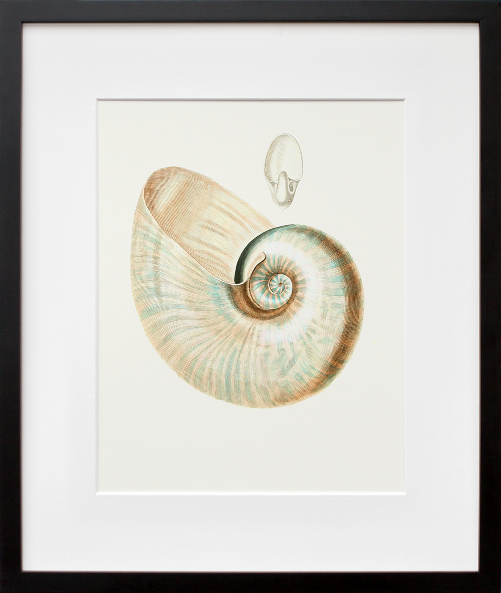 Urban Trends Collection 35902 Ceramic Nautilus Seashell Sculpture