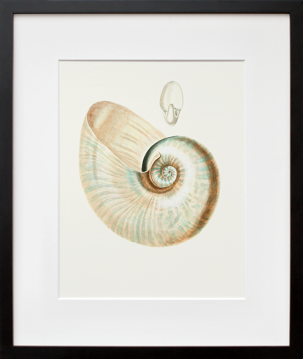 Nautilus in a black frame