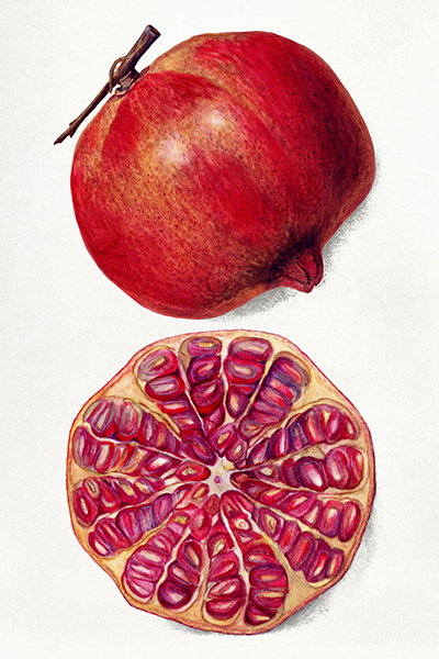 Pomegranate