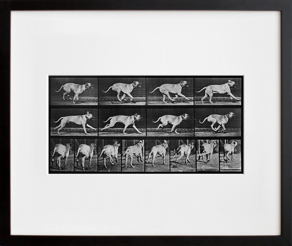 Animal Locomotion: Plate 707 (Dog) in a black frame