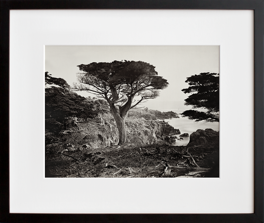 Cypress Point, Monterey in a black frame