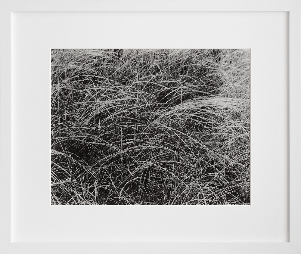 Alfred Stieglitz's Rain Drops