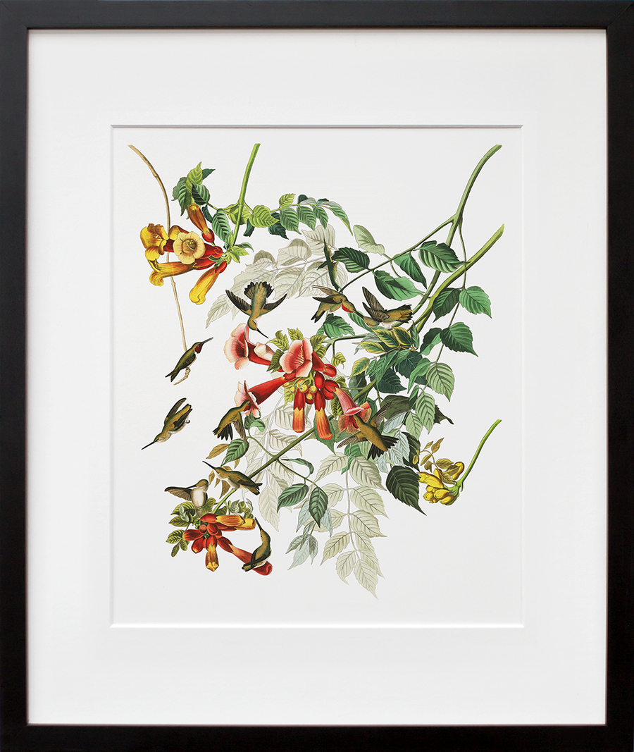 Plate 47: Ruby-Throated Hummingbird (Final Sale)