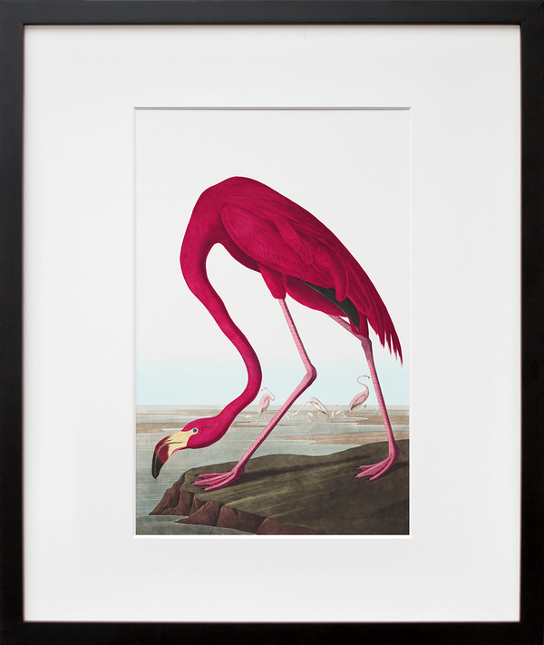 Plate 431: American Flamingo