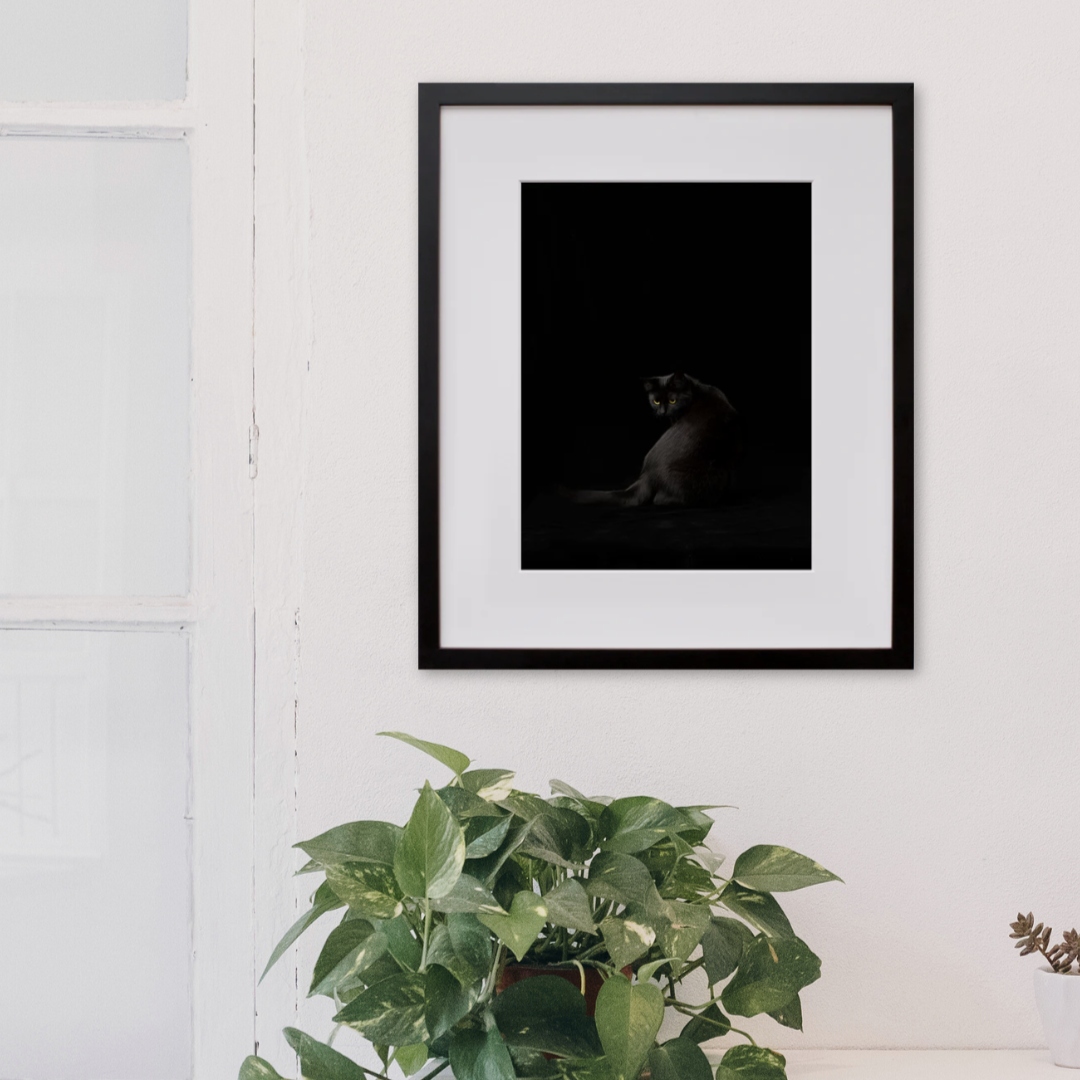 Black Cat in a black frame on a wall
