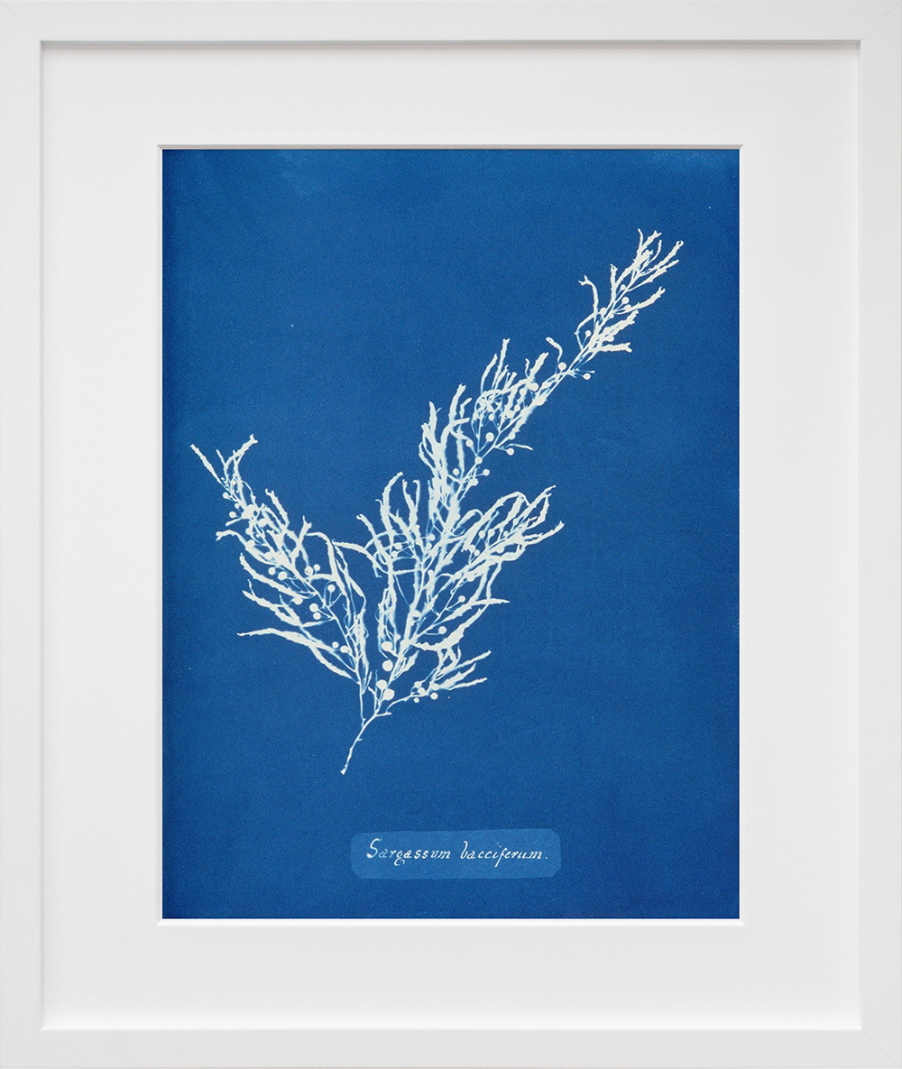 Sargassum Bacciferum in a white frame