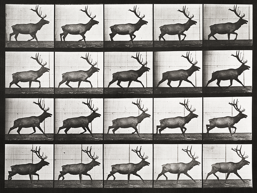 Animal Locomotion: Plate 692 (Elk; trotting) (Final Sale)