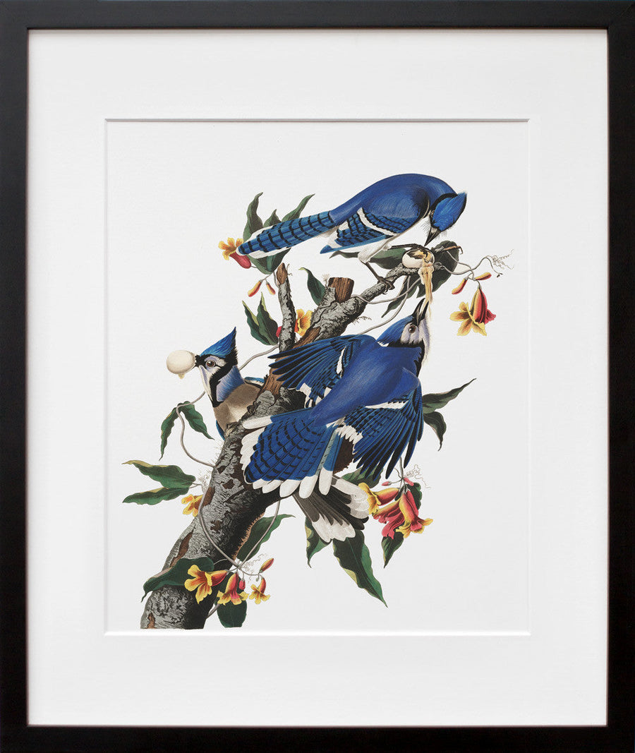 Plate 102: Blue Jay