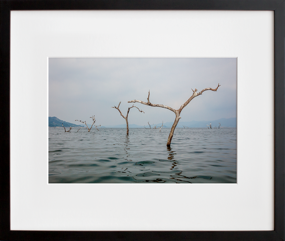 Dead Tree Lake in a black frame