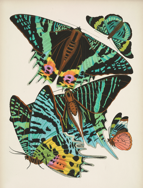 Load image into Gallery viewer, Papillons, Plate 7
