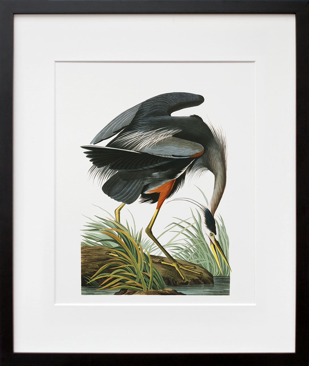Plate 211: Great Blue Heron in a black frame