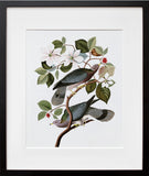 Plate 367: Band-tailed Pigeon