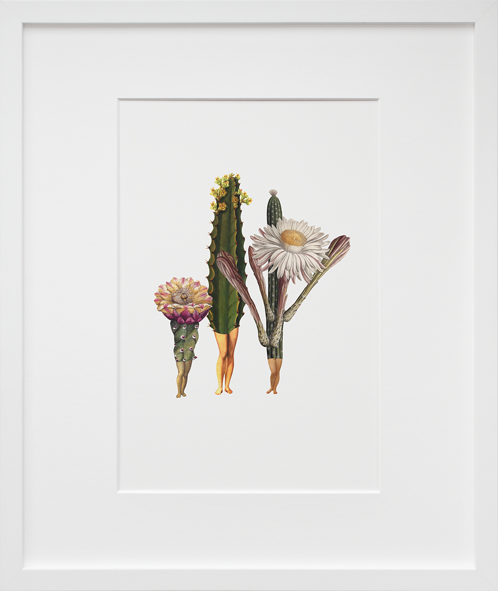 The Cacti in a white frame