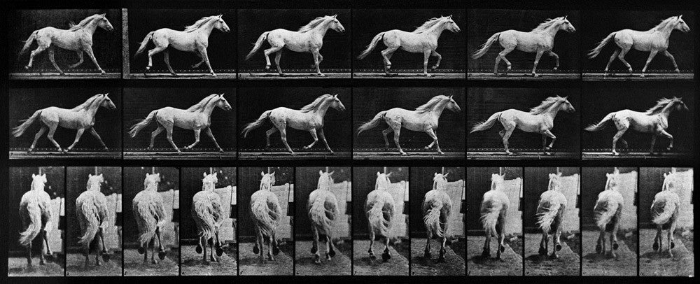 Eadweard Muybridge's Animal Locomotion: Plate 596 (Horse)