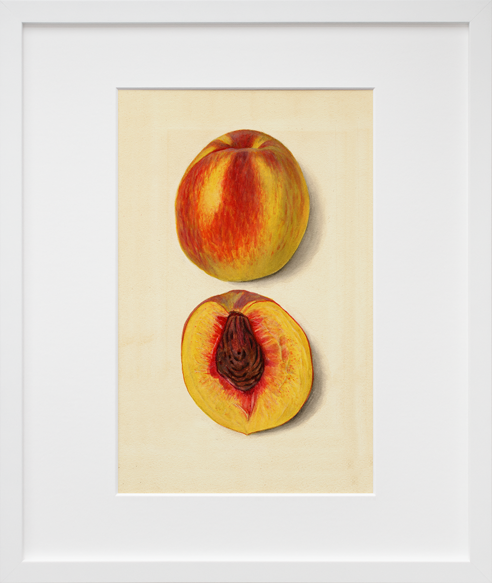 Prunus persica: J.H. Hale in a white frame