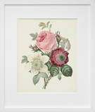 Rose, Anemone, Clematide