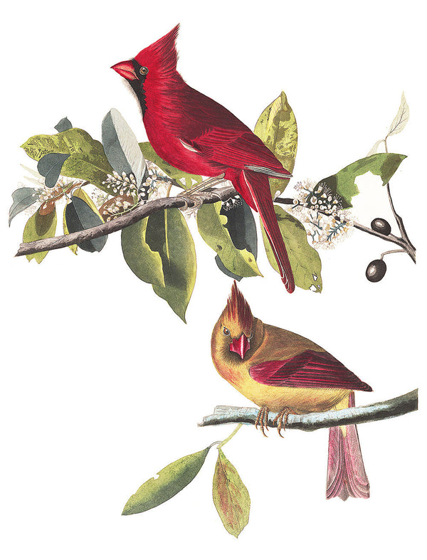 Load image into Gallery viewer, Plate 159: Cardinal Grosbeak
