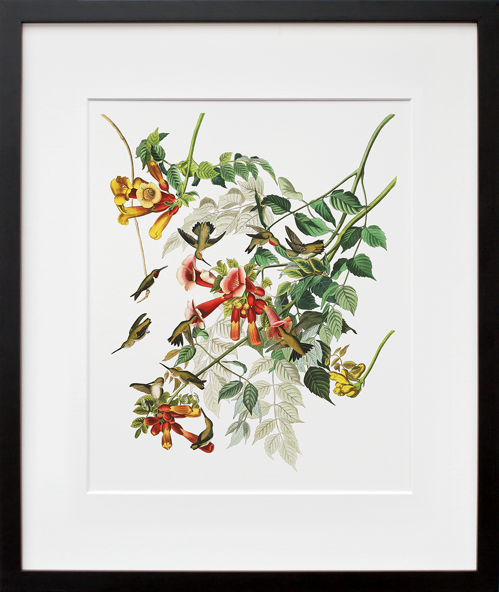 Plate 47: Ruby-Throated Hummingbird in a black frame