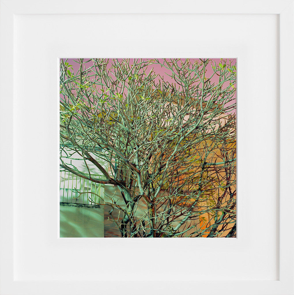 Green Branches in a white frame