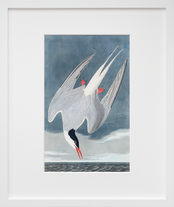 Plate 250: Arctic Tern