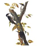 Plate 132: Three-toed Woodpecker