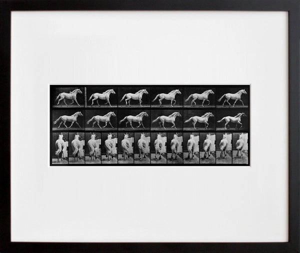 Animal Locomotion: Plate 596 (Horse) (Final Sale)