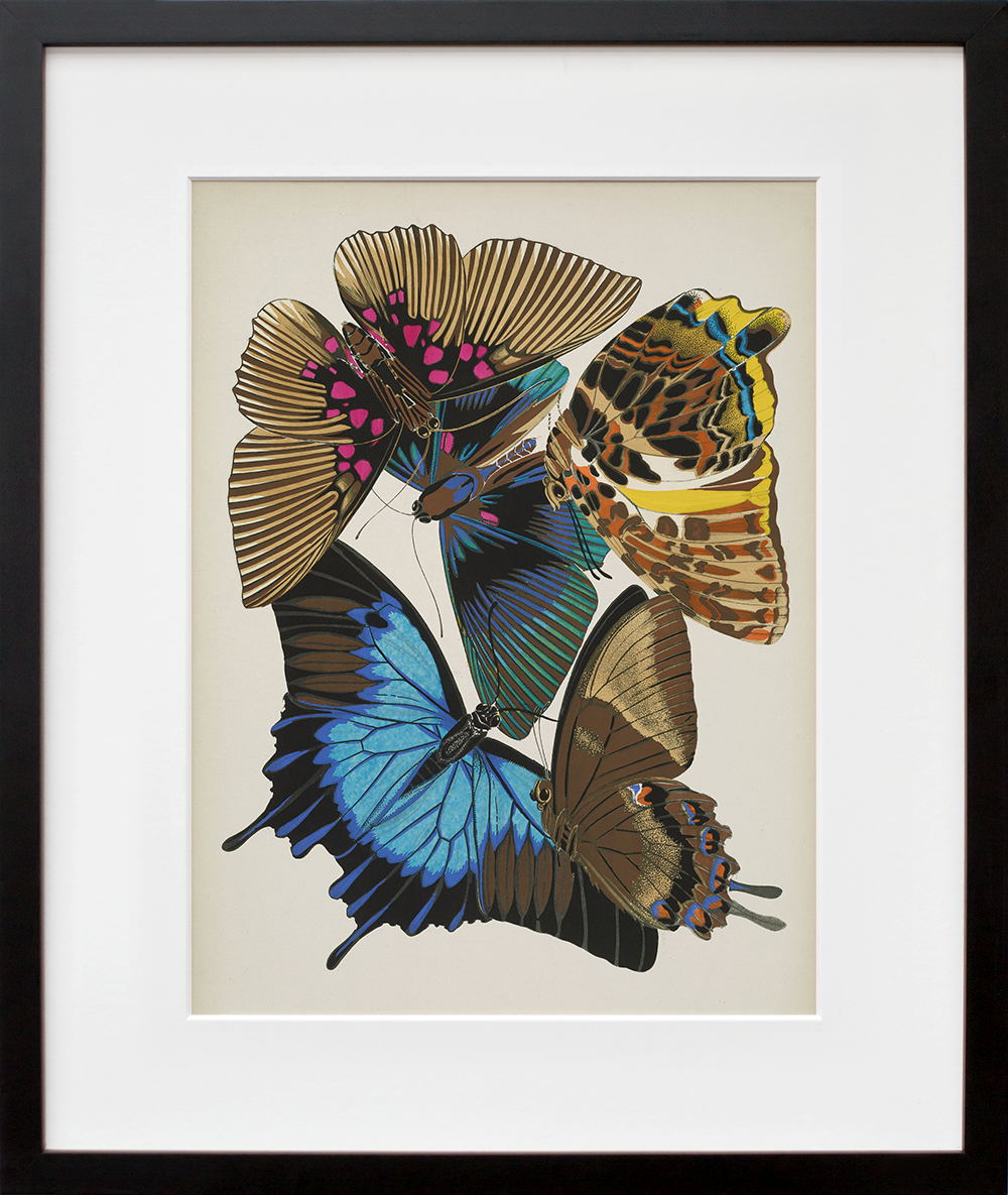 Papillons, Plate 16 in a black frame