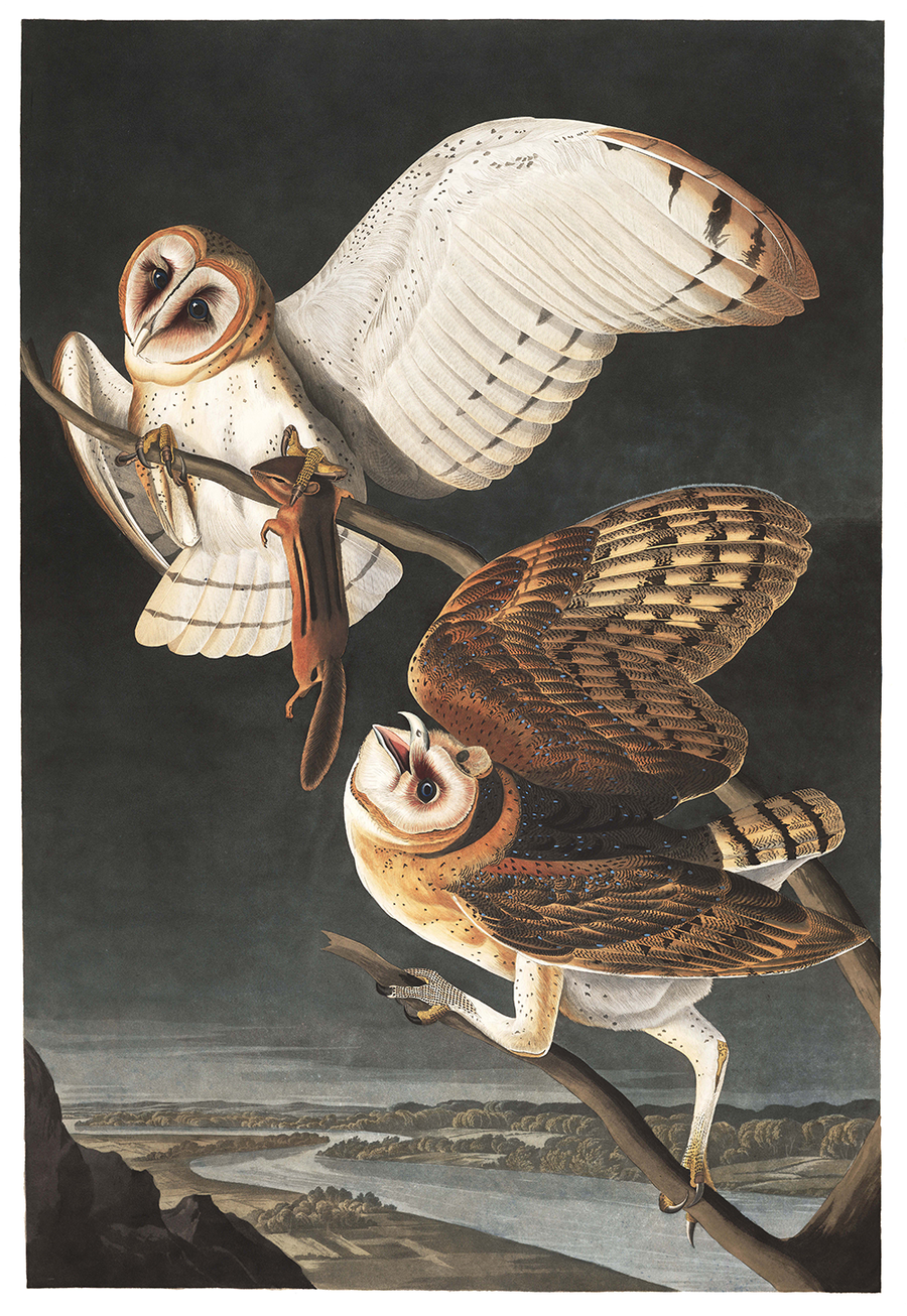Plate 171: Barn Owl