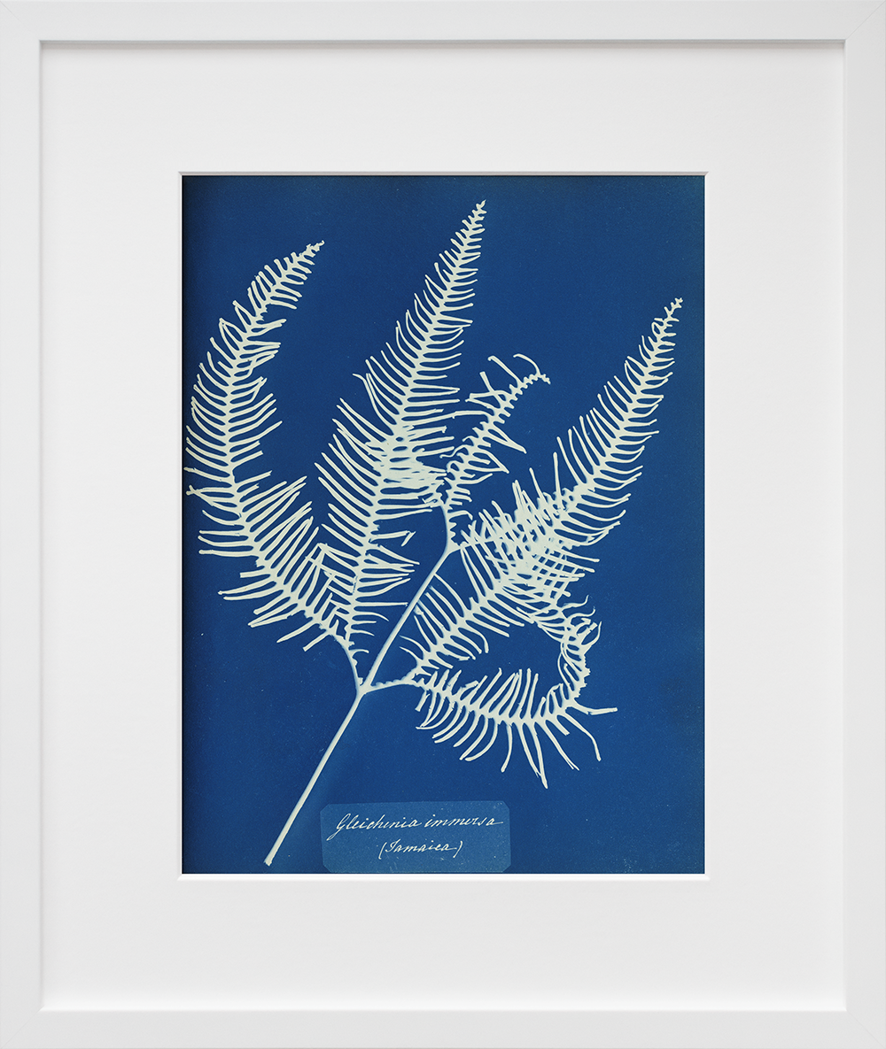 Gleichenia immersa, Jamaica in a white frame