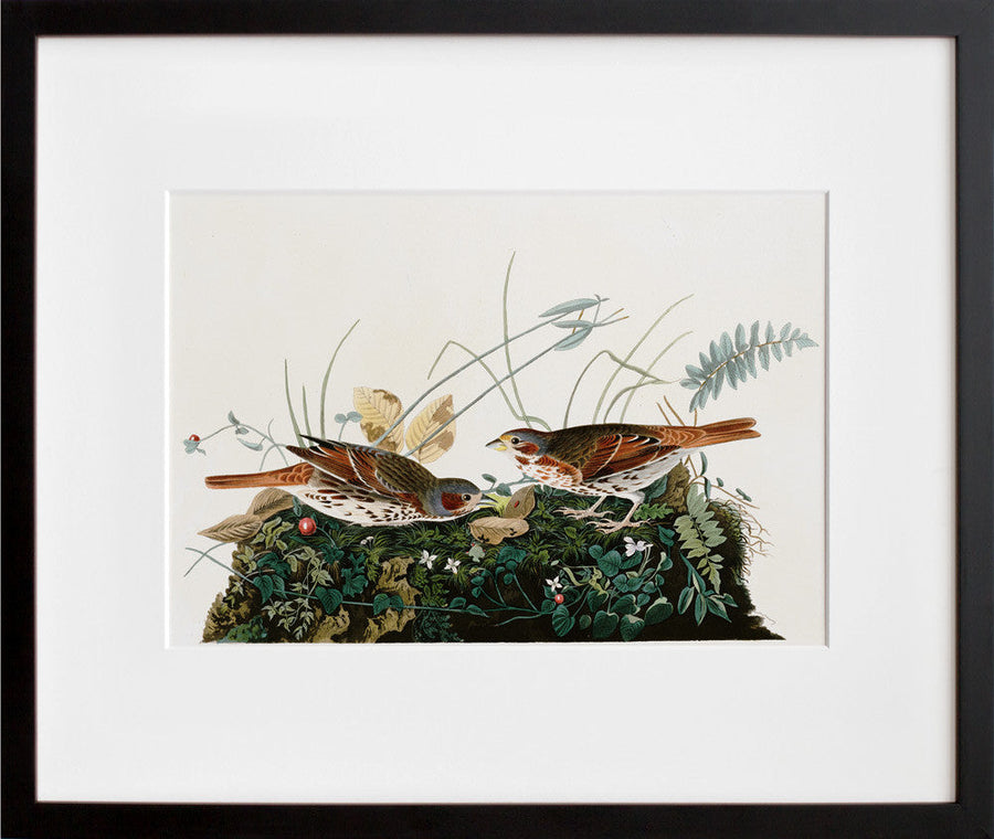 Plate 108: Fox-coloured Sparrow