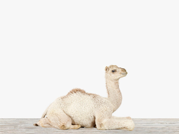 Baby Camel No. 2 (Final Sale)