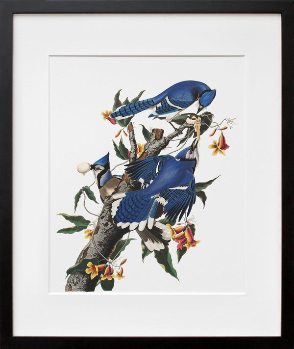 Plate 102: Blue Jay (Final Sale)