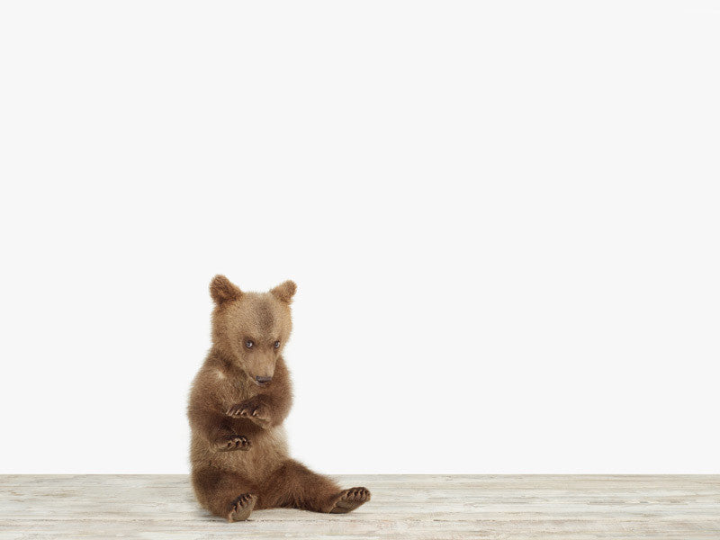 Bear Cub No. 4