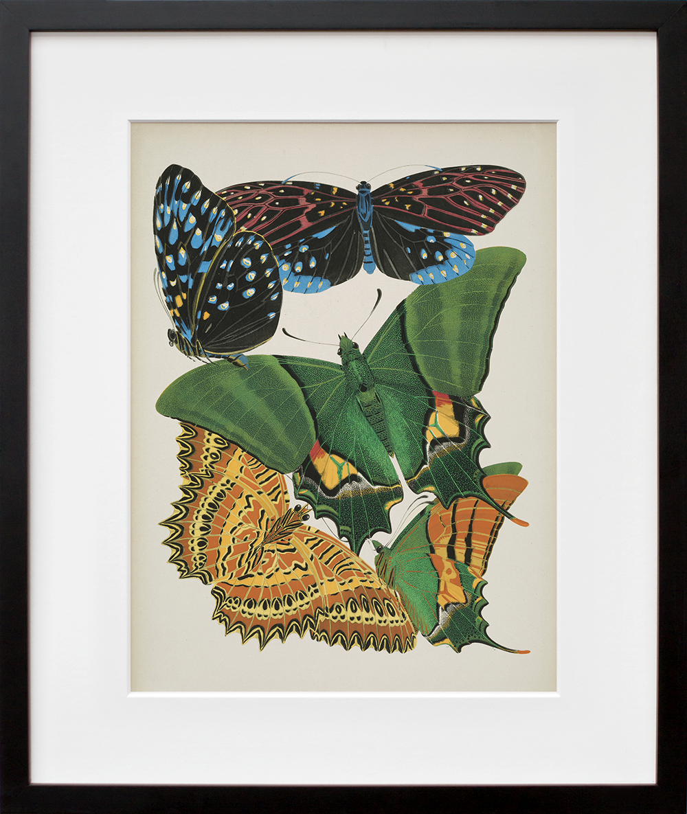 Papillons, Plate 6 in a black frame