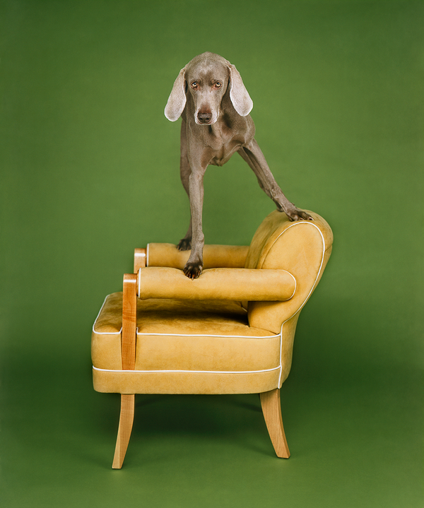 William Wegman's About Four Thirty + The Architects